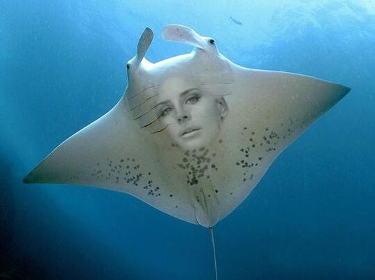 Lana Del Manta Ray