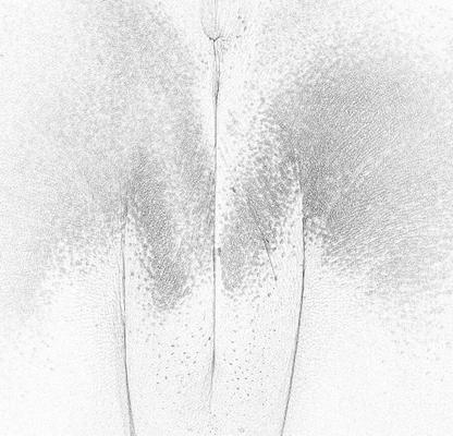 Black & White Vagina Renders